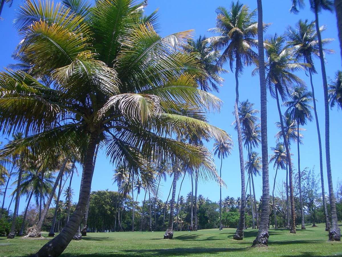 Bahía Beach golf course palms, Puerto Rico